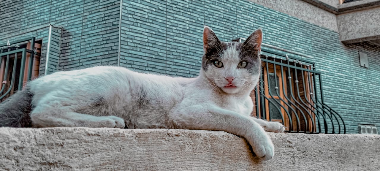 Cat Pic 4